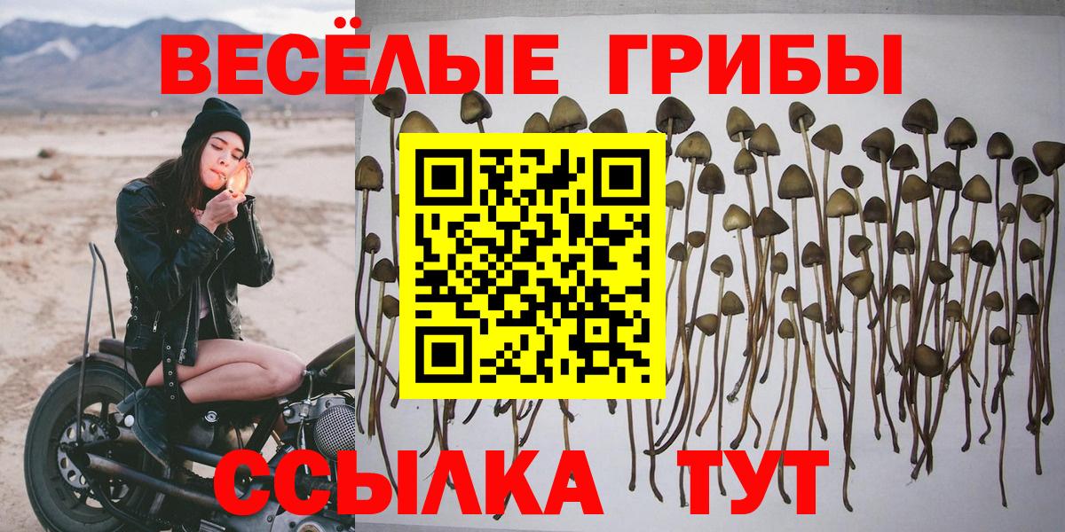 Псилоцибиновые грибы Psilocybine cubensis Белая Калитва